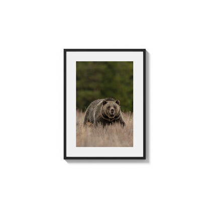 Ursine Field Presence