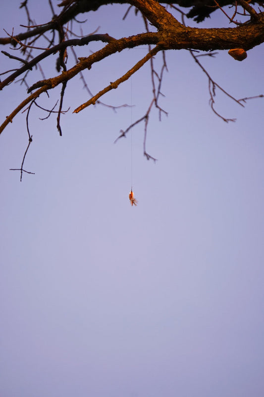 Arachnid Suspension Sky