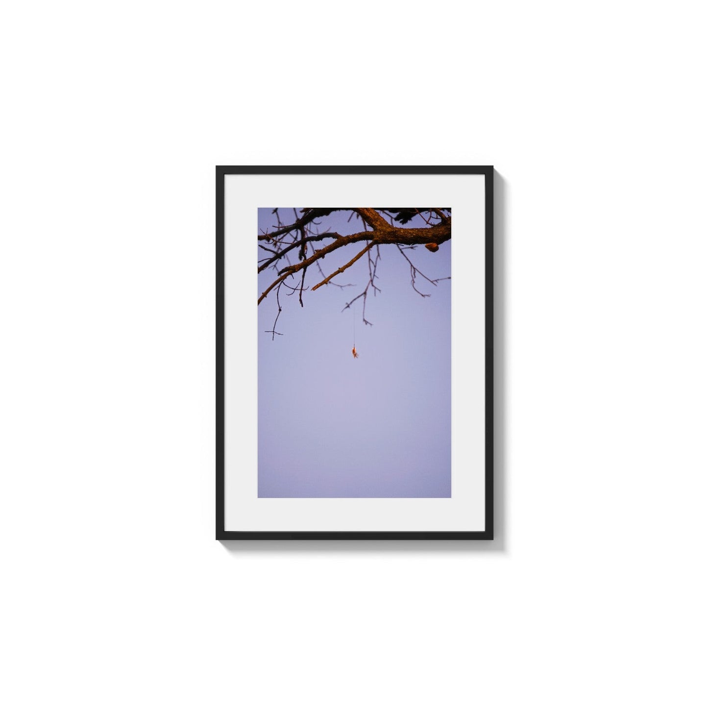 Arachnid Suspension Sky