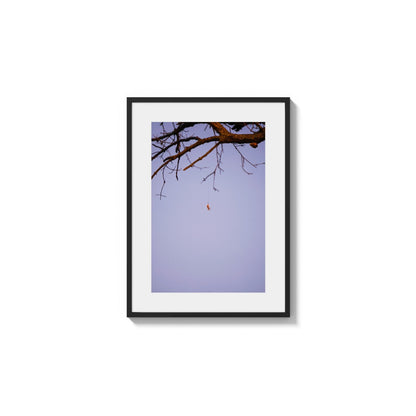 Arachnid Suspension Sky