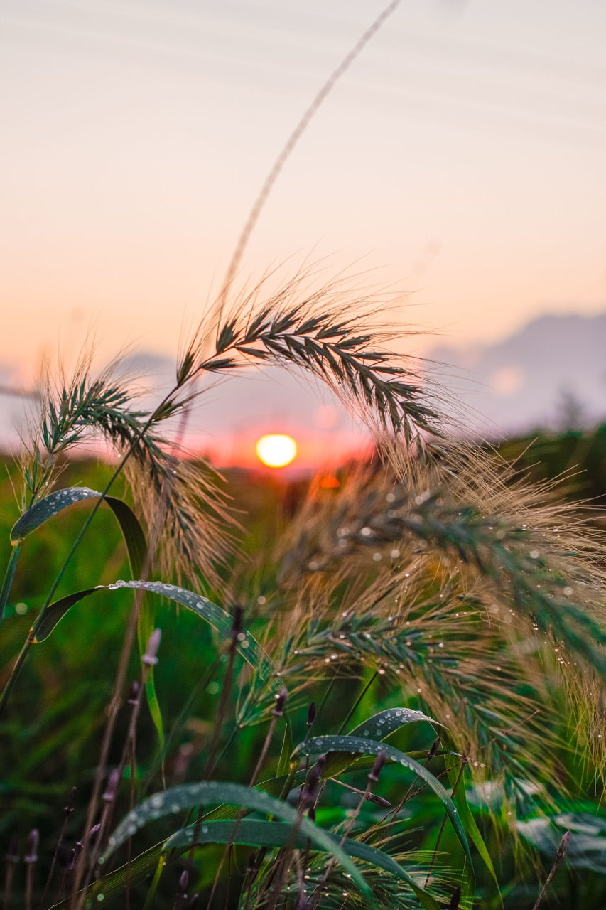 Dewy Grain Crop