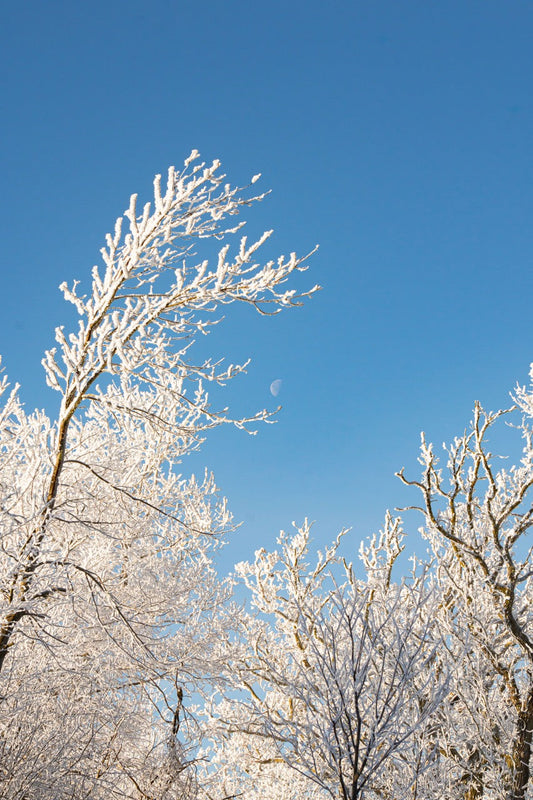 Frosted Branches Sky