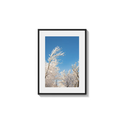 Frosted Branches Sky