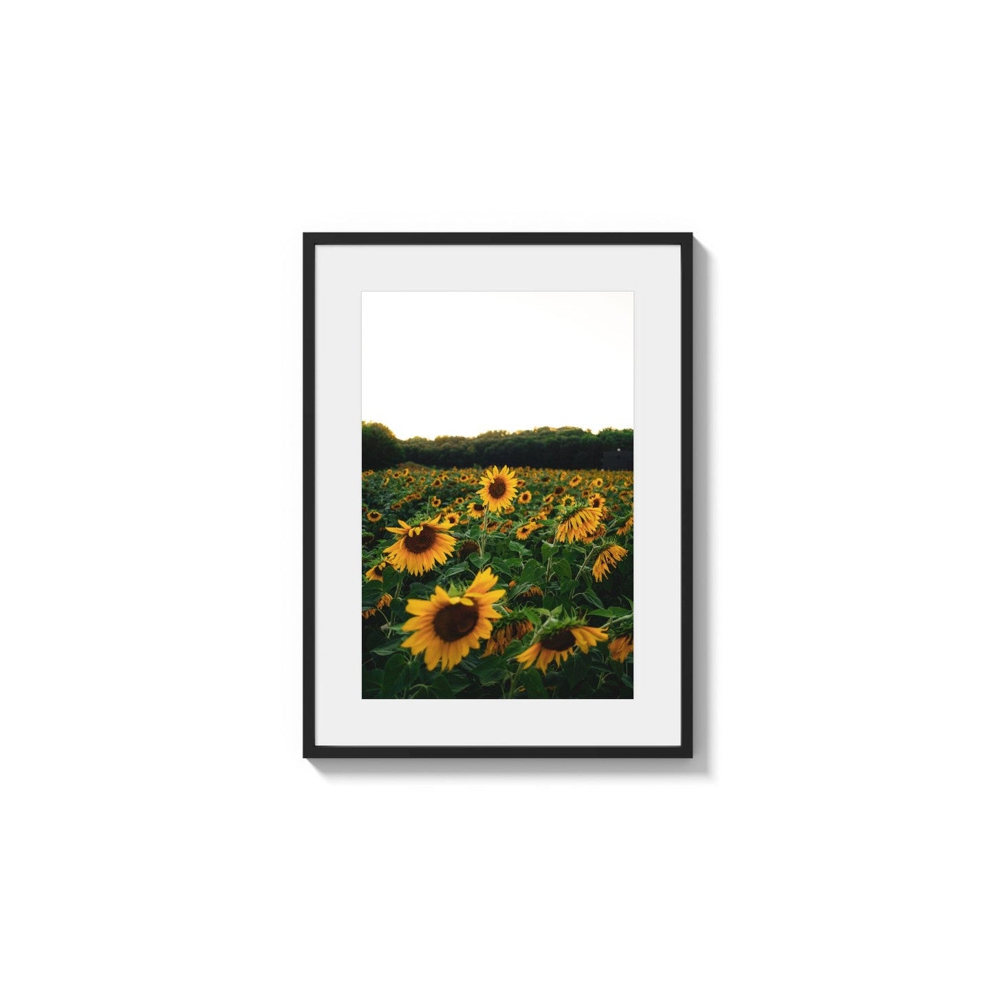 Sunflower Bloom