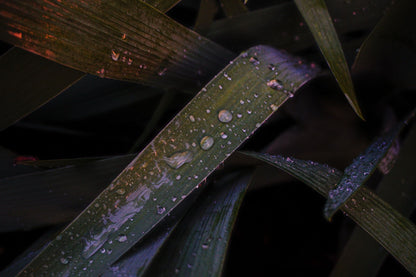 Velvet Leaf Droplets