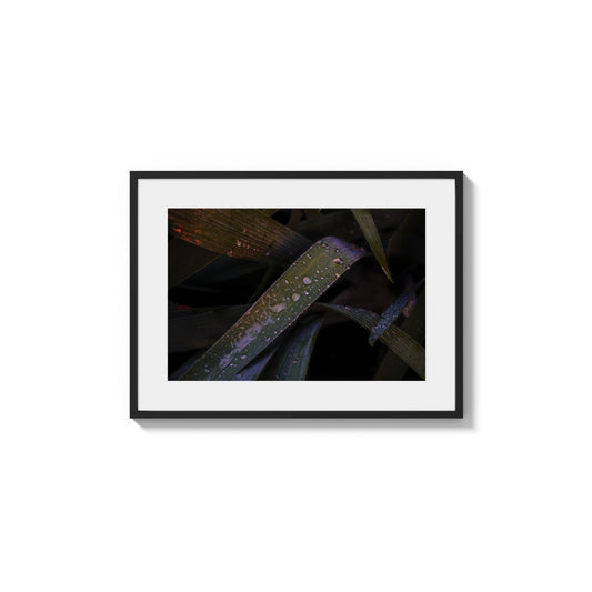 Velvet Leaf Droplets