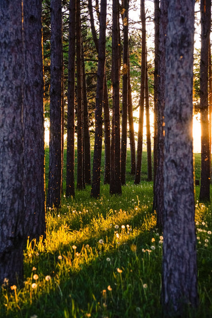 Wooded Radiance Shafts