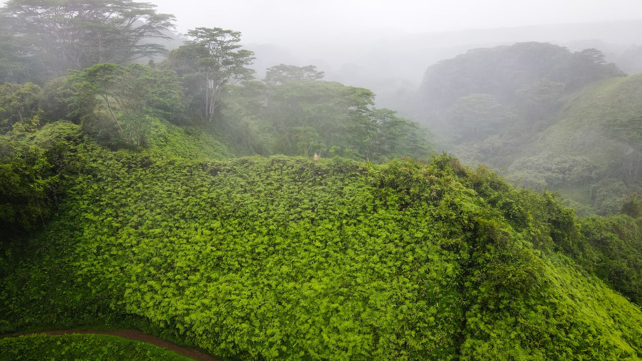 Deep Verdure Cloudscape