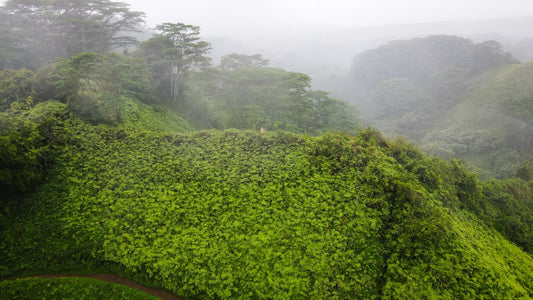 Deep Verdure Cloudscape