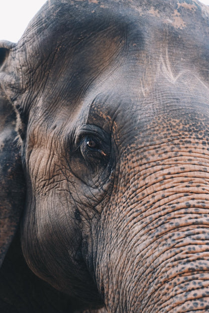 Elephant Eye