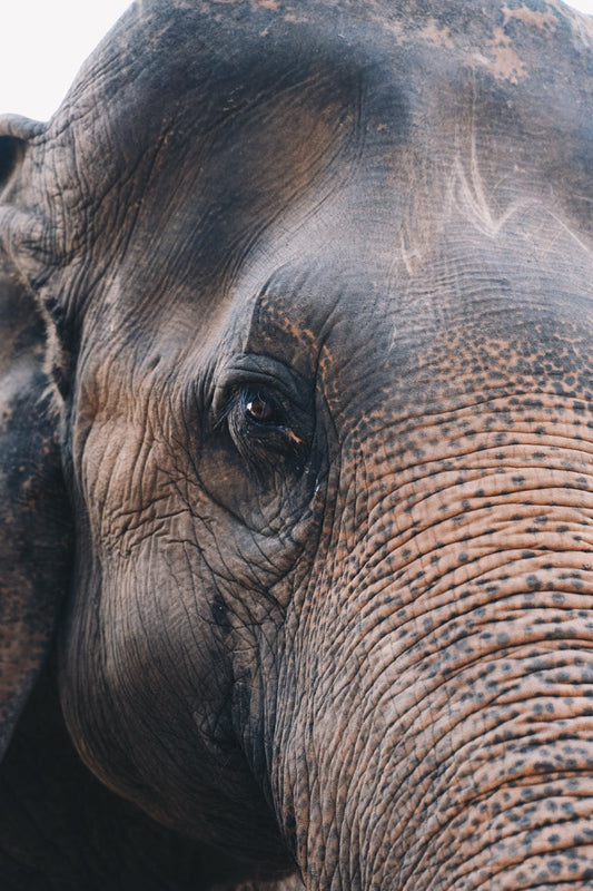 Elephant Eye