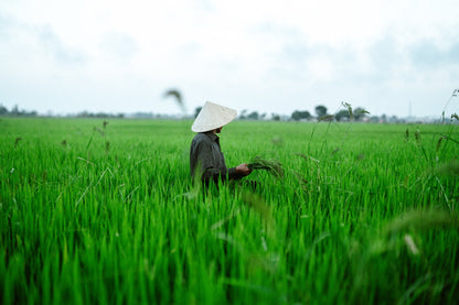 Farmer In Field