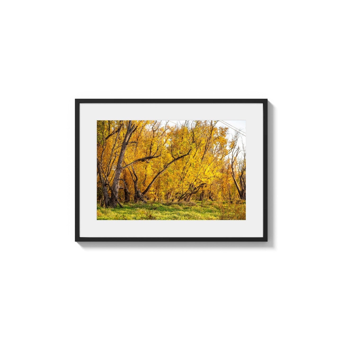 Luminous Leaf Canopy