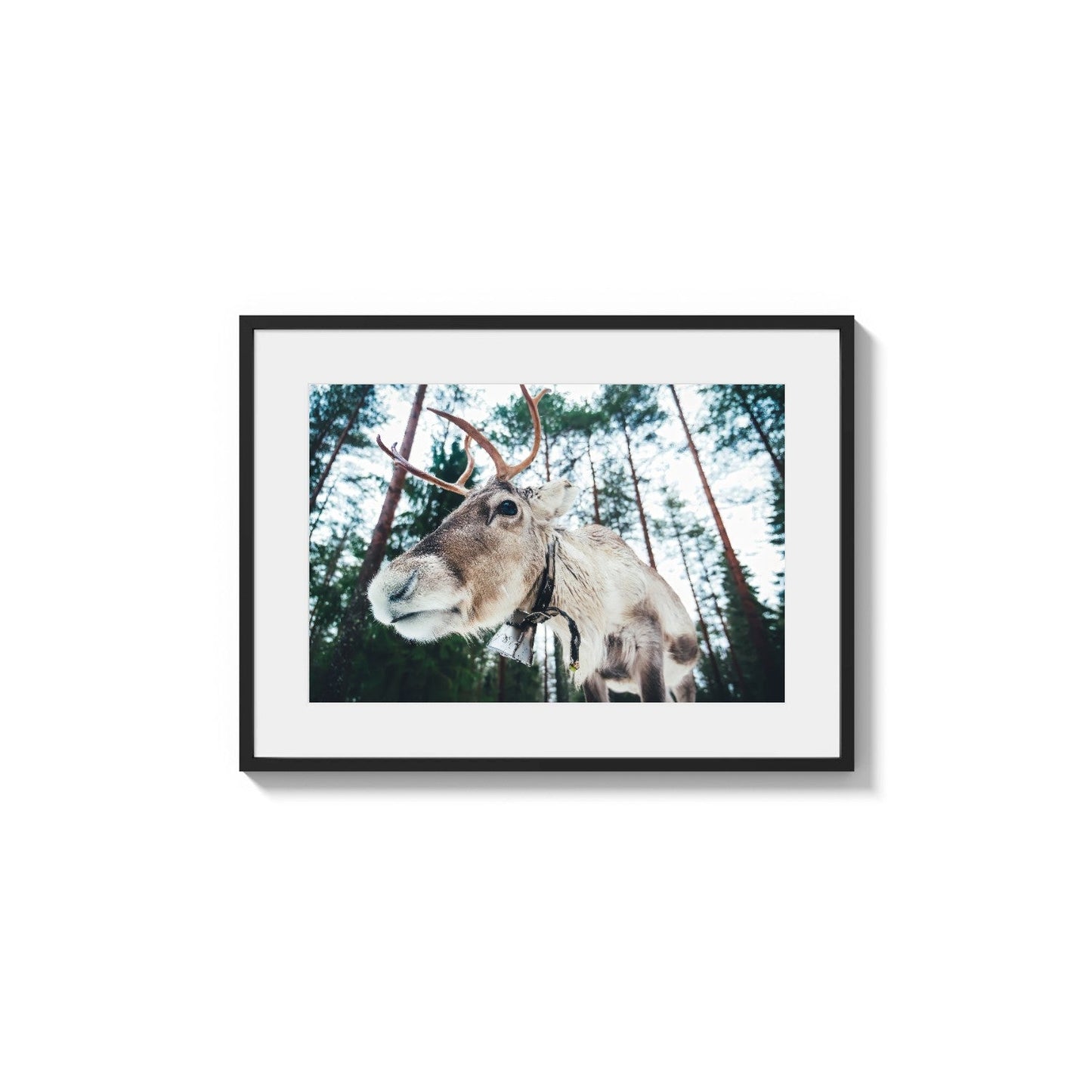 Nordic Animal Encounter