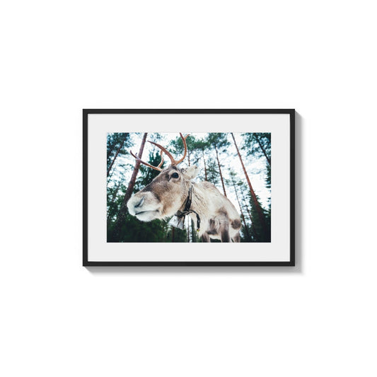 Nordic Animal Encounter