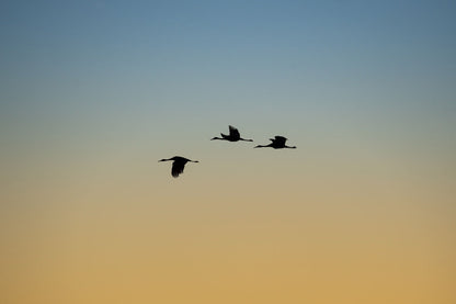 Amber Celestial Journey