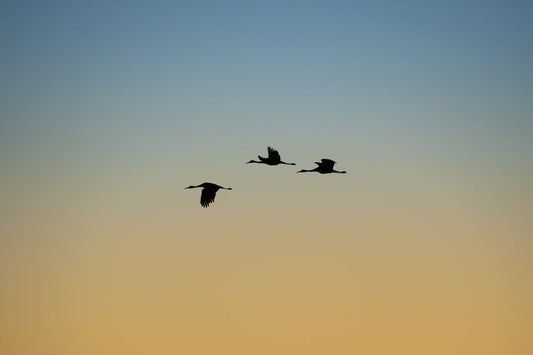 Amber Celestial Journey