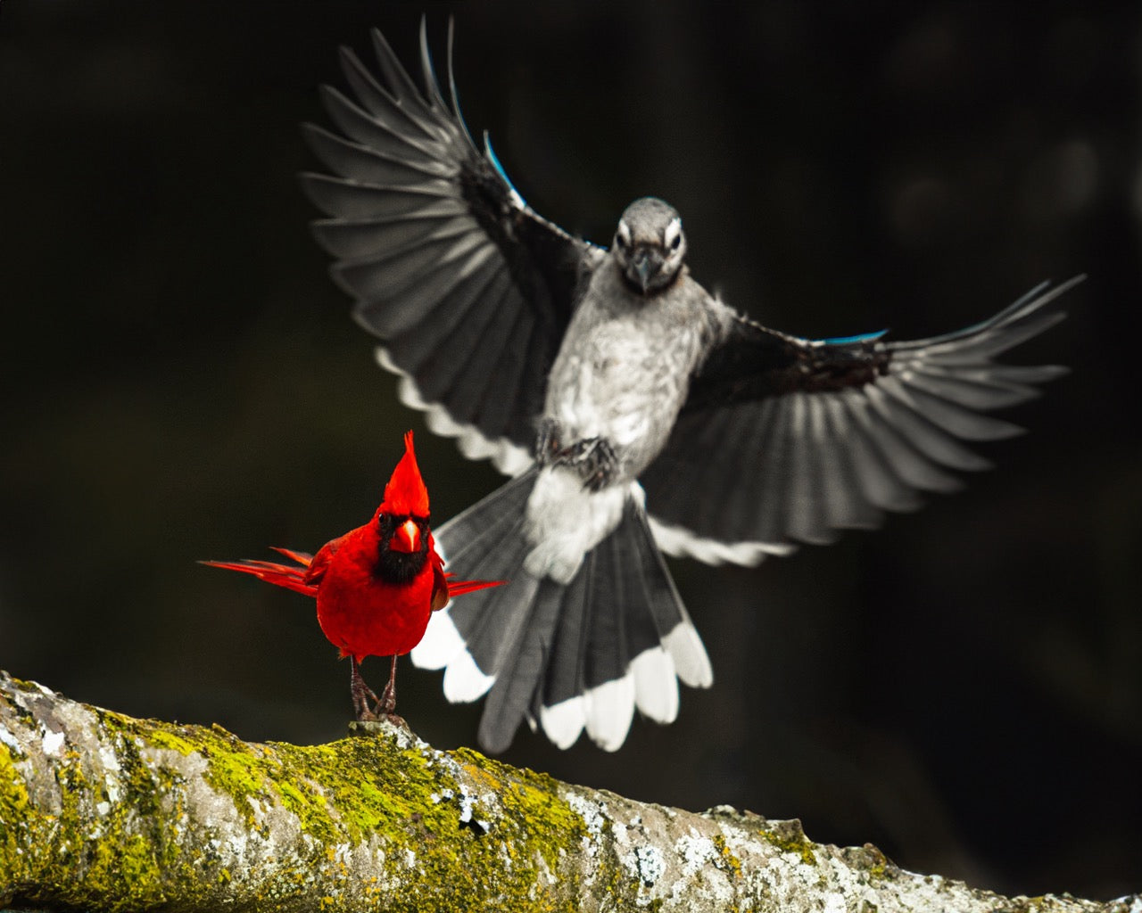 Feathered Juxtaposition