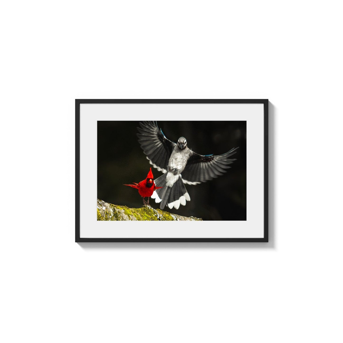 Feathered Juxtaposition