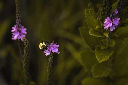 Fuzzy Worker Thistle