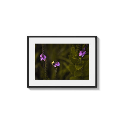 Fuzzy Worker Thistle