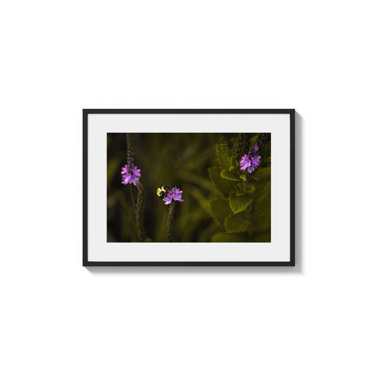 Fuzzy Worker Thistle