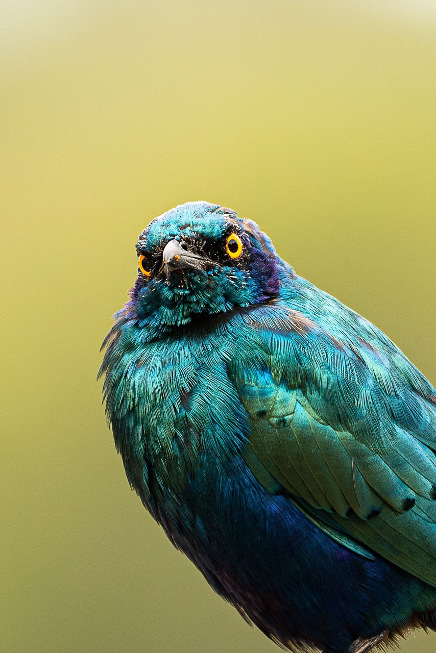 Glinting Starling Closeup