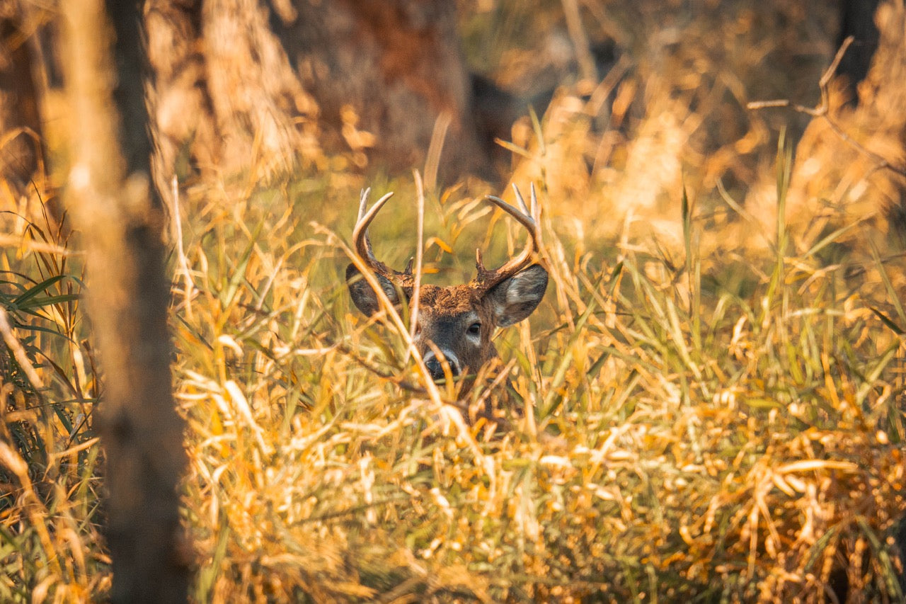 Hidden Buck Antlers
