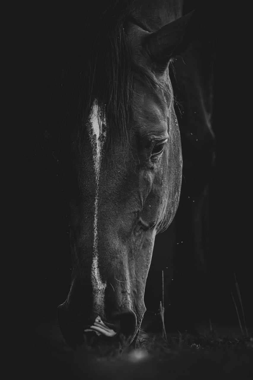 High Contrast Glimmer