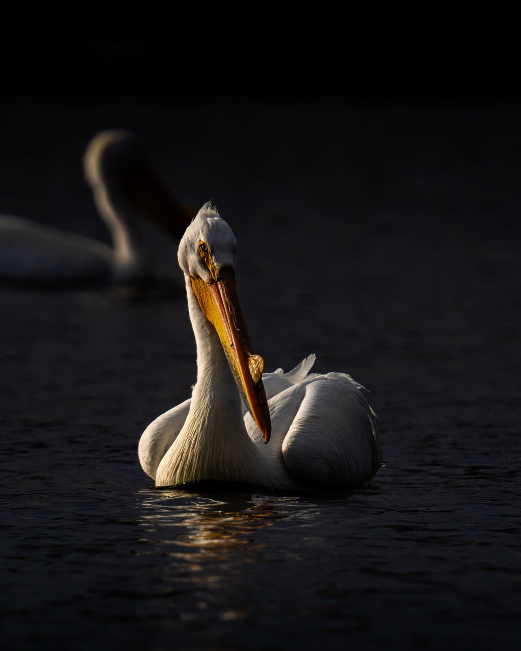 Intense Bird Illumination