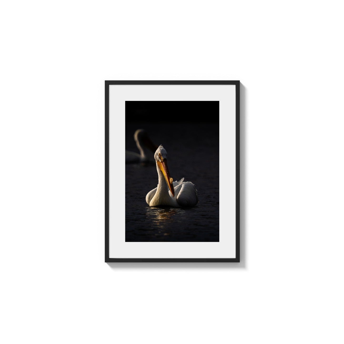 Intense Bird Illumination