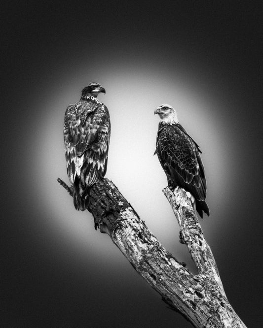 Majestic Avian Companions