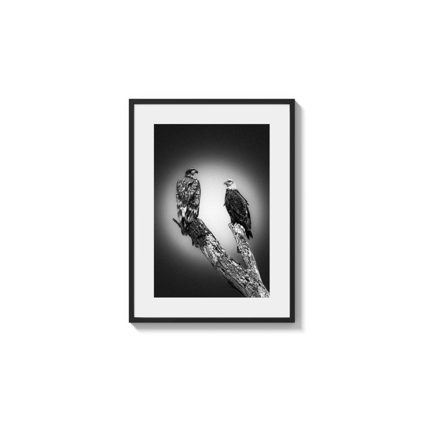 Majestic Avian Companions