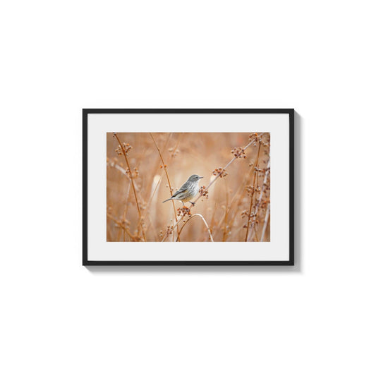 Meadow Resident Portrait