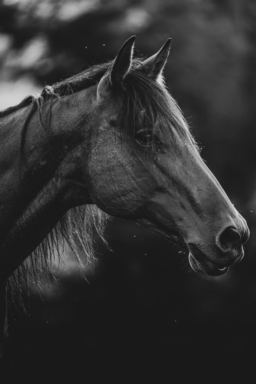 Noble Spirit
