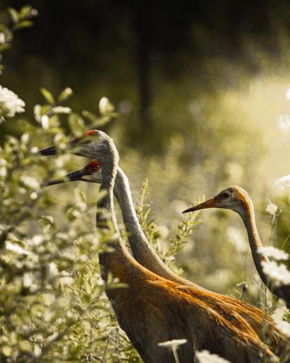 Sandhill Cranes Crossing