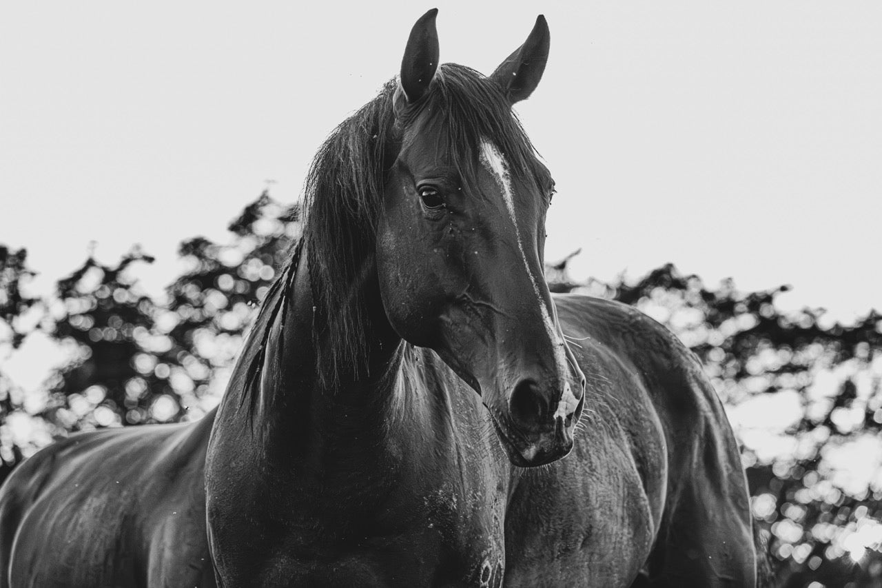 Sleek Power Monochrome