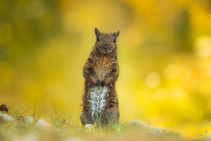 Squirrel Stance