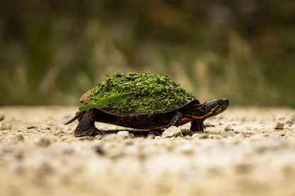 Terrapin Miniature Journey