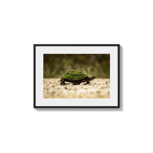 Terrapin Miniature Journey