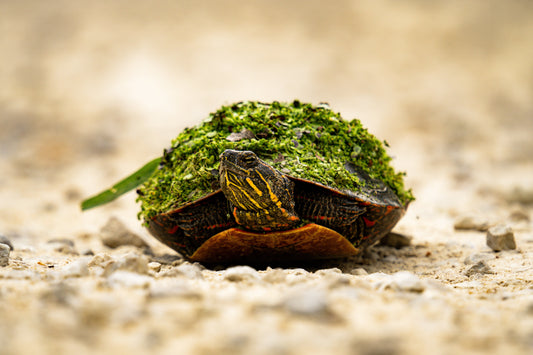 Verdant Journey