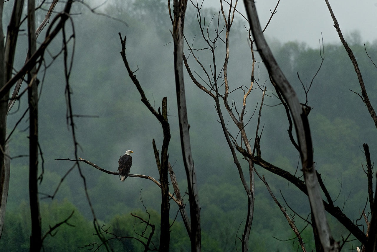 Avian Figure Lookout
