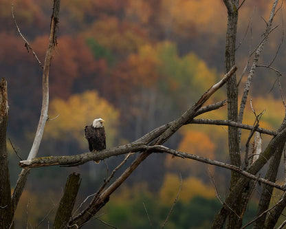 Bald Eagle Perch