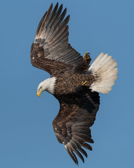 Bald Eagle Soaring