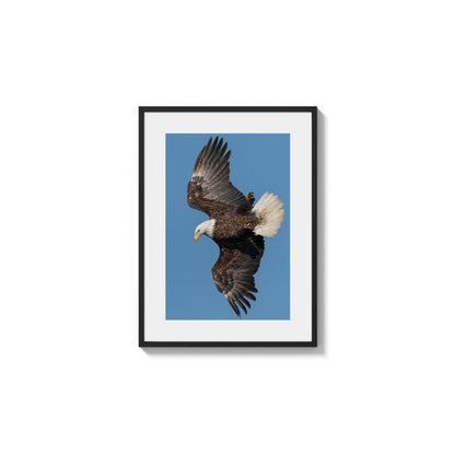Bald Eagle Soaring