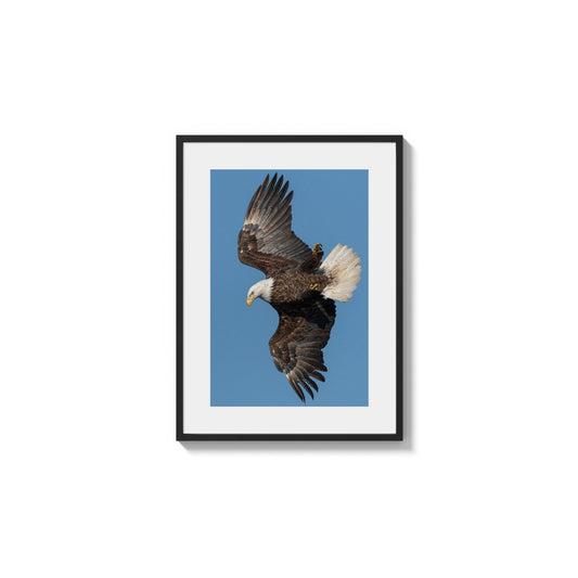Bald Eagle Soaring