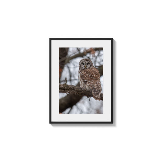 Barred Owl on Bough