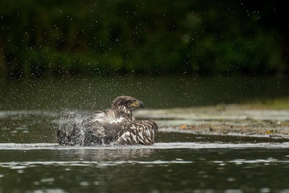 Bursting Droplets Motion