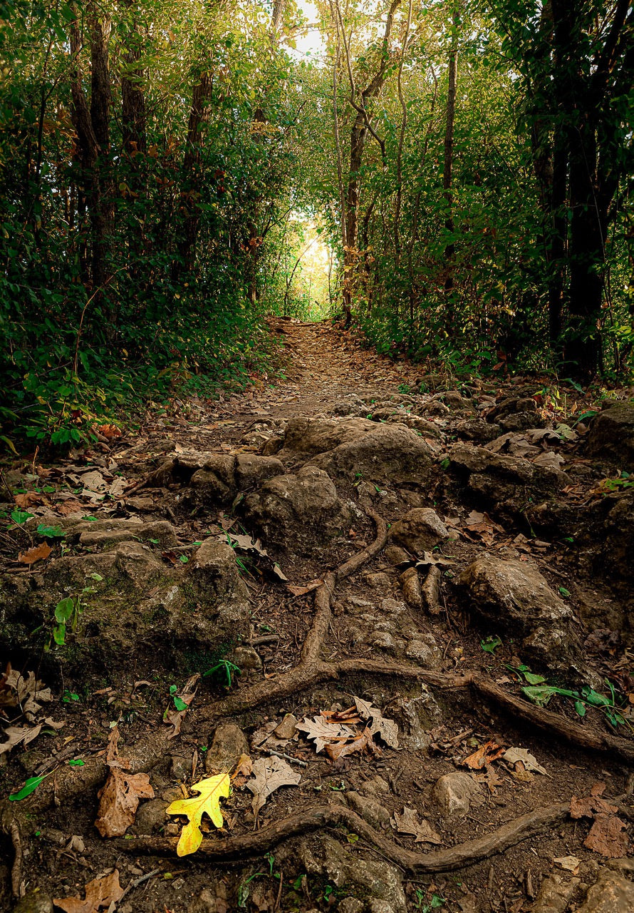 Deep Woods Illumination