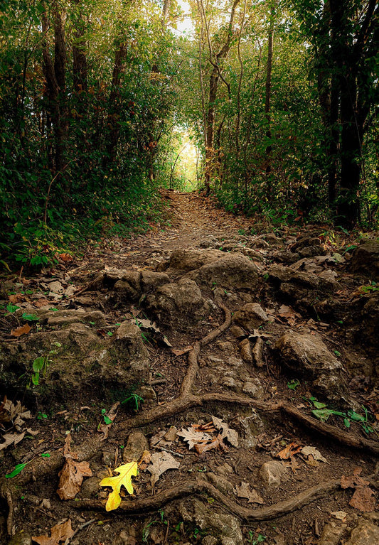 Deep Woods Illumination